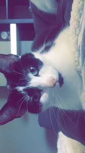 pin by 𝑎𝑠𝑙𝑖 on girl cute animals cat lovers cute cats