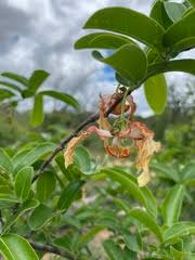 Image result for Monodora junodii