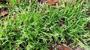 Image result for Poa annua