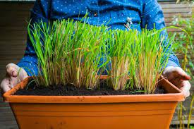 Learn how to grow lemongrass in a pot or in your backyard. Grow Your Own Lemongrass Hgtv