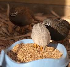 I decided to run an experiment. Weston S Game Bird Crumble The Chookyard