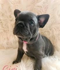 Help keep this page updated: French Bulldog Puppies Available For Sale 1 For Sale In Madison Wisconsin Classified Americanlisted Com