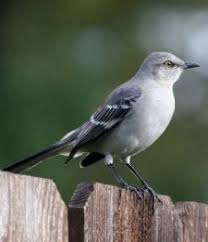 Birds That Sing At Night In Florida Who S Making All That Racket After Dark The Birds That Sing At Night Blog Passaros