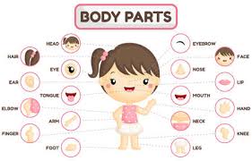 A(z) 10000+ eredmények kids body parts. 309 Body Parts Kids Stock Illustrations Cliparts And Royalty Free Body Parts Kids Vectors
