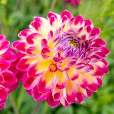 Florist in singleton, new south wales. 600 My Garden Ideas In 2021 Plants Garden Perennials