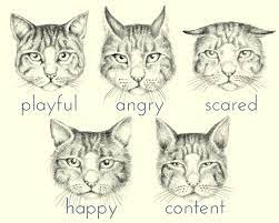 Search only for how to know if your cat likes you Why Is My Cat So Affectionate Understanding A Cat S Body Language Pethelpful