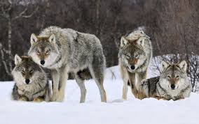 View and share our wolf wallpapers post and browse other hot wallpapers, backgrounds and images. Gray Norway Wolves Wallpaper Background Best Stock Photos Toppng