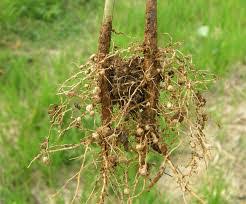 Check spelling or type a new query. Bintil Akar Pada Tanaman Kacang Kacangan Tips Petani