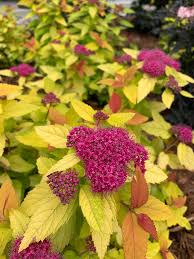 We did not find results for: Double Play Candy Corn Spirea Spiraea Japonica Proven Winners