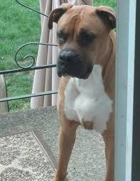 Black And White American Bulldog Boxer Mix Pin By Lisa D Angelo On My Fur Babies Boxer Mastiff Mix Mastiff Mix Mastiffs