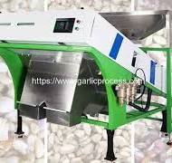 Automatic 1000kgh Garlic Clove Color Sorting Machine