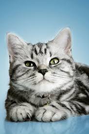 British Shorthair Cat Breed Information Pictures Characteristics Facts British Shorthair Cats Cat Breeds Cats