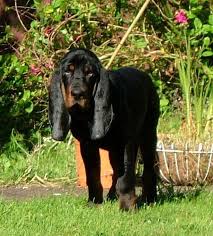 Black And Tan Hound Dog Pin On So Much Better Than People