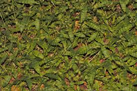 Image result for Oplismenus burmannii