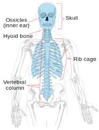 Human Anatomy Osteology Axialskeleton Wikibooks Open Books For An Open World