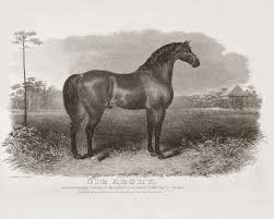 This is the story of sir archy, a horse who became the foundation sire of the american thoroughbred. Sir Archy The Keeneland Library