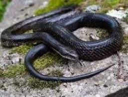 Western Rat Snake Pantherophis Obsoletus Black Rat Rat Snake Snake