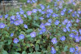 After frost season, creeping speedwell ground cover seeds can also be directly sown outdoors. Plantfiles Pictures Veronica Creeping Veronica Georgia Blue Speedwell Georgia Blue Veronica Peduncularis By Rebecca30