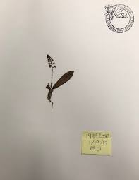 Image result for Polystachya melanantha