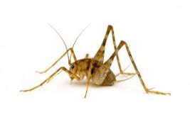 If you have camel or cave crickets, it's an indication of high humidity and moisture, and when you alleviate that, it will discourage them. Camel Crickets Control Id Brody Brothers Pest Control In Baltimore
