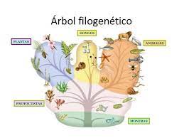 Los Cinco Reinos De La Vida Http Es Slideshare Net Landy26 Rubrica12 Arbol Filogenetico Planeta Tierra Animales
