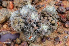 Image result for Anacampseros subnuda