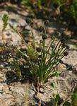Image result for Eriocaulon abyssinicum
