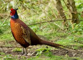 How To Build Pheasant Pens Animals Mom Com Draw a sphere in 6 easy steps. how to build pheasant pens animals mom com
