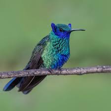 Image result for Dolichos pseudocajanus