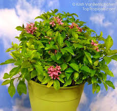 Image result for Ruspolia seticalyx