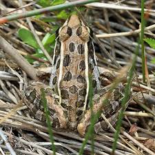 Image result for Leptochloa obtusiflora