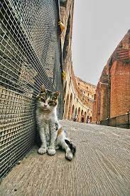 Coloseo Cat Silly Cats Cats Beautiful Cats Pictures