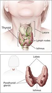 A noticeable lump or swelling in the neck. University Surgeons Associates Pc