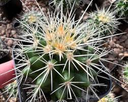 Image result for Ceropegia rendallii