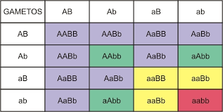 Cruzamiento dihíbrido: Es un cruzamiento entre dos padres que difieren en dos pares de alelos (AABB x aabb).