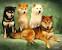 Cream Shiba Inu White