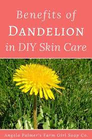 Skin Care Benefits Of Dandelions Angela Palmer S Farm Girl Soap Co In 2020 Dandelion Benefits Skin Care Benefits Hydrate Skin Diy