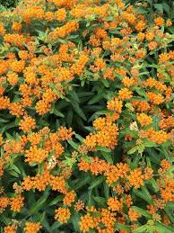 Pin On Mygardenanswers