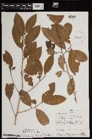 Image result for Erythroxylum zambesiacum