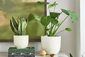 Check out the best blooming beauties and flowering by far, they are one of the best indoor flowering plants, as they bloom throughout the year and require little maintenance. The 12 Best Indoor Plants Top Picks From Plant Experts