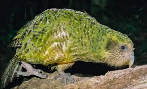 Birds That Start With The Letter T 10 Amazing Animals That Start With The Letter K Animals Omnivorous Animals Birds Online