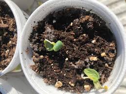 Specially formulated for fast root development. Miracle Gro Seed Starting Potting Mix 8 Qt Walmart Com Walmart Com