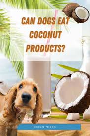 What kind of yogurt is best for a cat? Can Dogs Drink Coconut Milk Health Benefits Guide Oodle Dogs