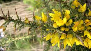Image result for Ulex