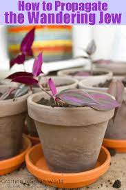 Pin On Lawn N Garden Ideas