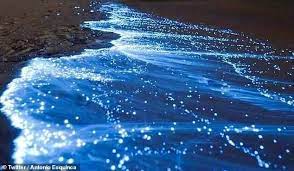 Acapulco Beach Waves Light Up With Bioluminescent Plankton Bioluminescence Atlantis The Lost Empire Mermaid Aesthetic
