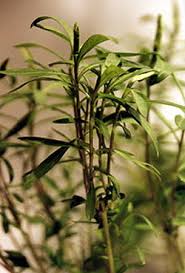 Image result for Heimia salicifolia