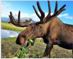 Pin By Dora Gusme On My Type Of Cute Animals Moose Pictures Bull Moose Animals