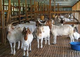 Maybe you would like to learn more about one of these? Cara Beternak Kambing Yang Baik Dan Benar Kampustani Com