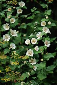 Pflanzenfragen sie wissen nicht, wie der baum in ihrem garten heißt? Alcaea Parkallee Fantastic Alternative To Hollyhock Mid To Late Summer Hollyhock Perennials Plants